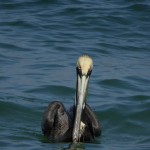 Single Pelican